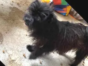 Cachorro raça Yorkshire místico com ilhasa  idade 2 anos nome Luna 