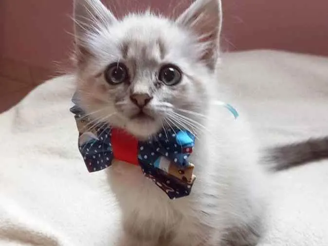Gato raça srd idade Abaixo de 2 meses nome alvin