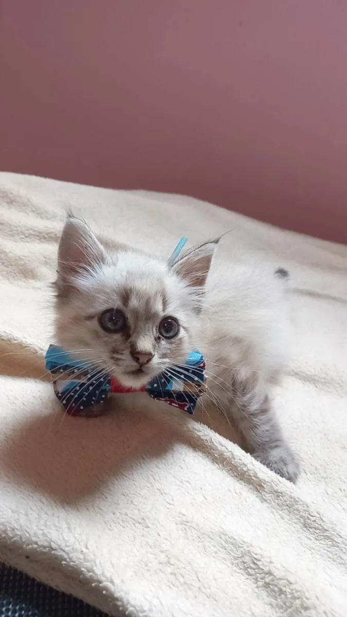 Gato raça srd idade Abaixo de 2 meses nome alvin