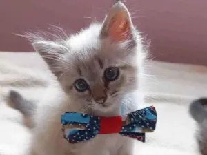 Gato raça srd idade Abaixo de 2 meses nome alvin