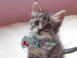 Gato raça srd idade Abaixo de 2 meses nome Theodor