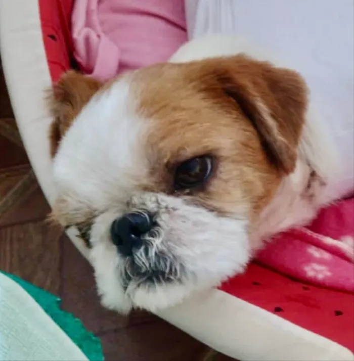 Cachorro ra a Mestiço  idade 2 anos nome Romeu 