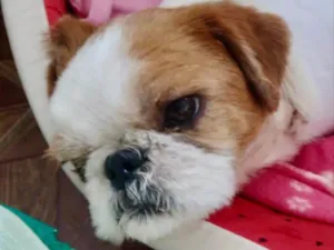 Cachorro raça Mestiço  idade 2 anos nome Romeu 