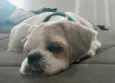 Billy 