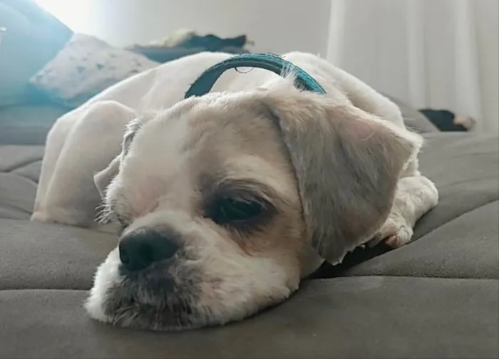 Cachorro ra a Mestiço  idade 2 a 6 meses nome Billy 