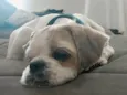 Billy 