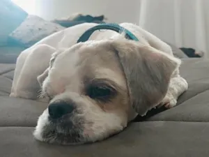 Cachorro raça Mestiço  idade 2 a 6 meses nome Billy 