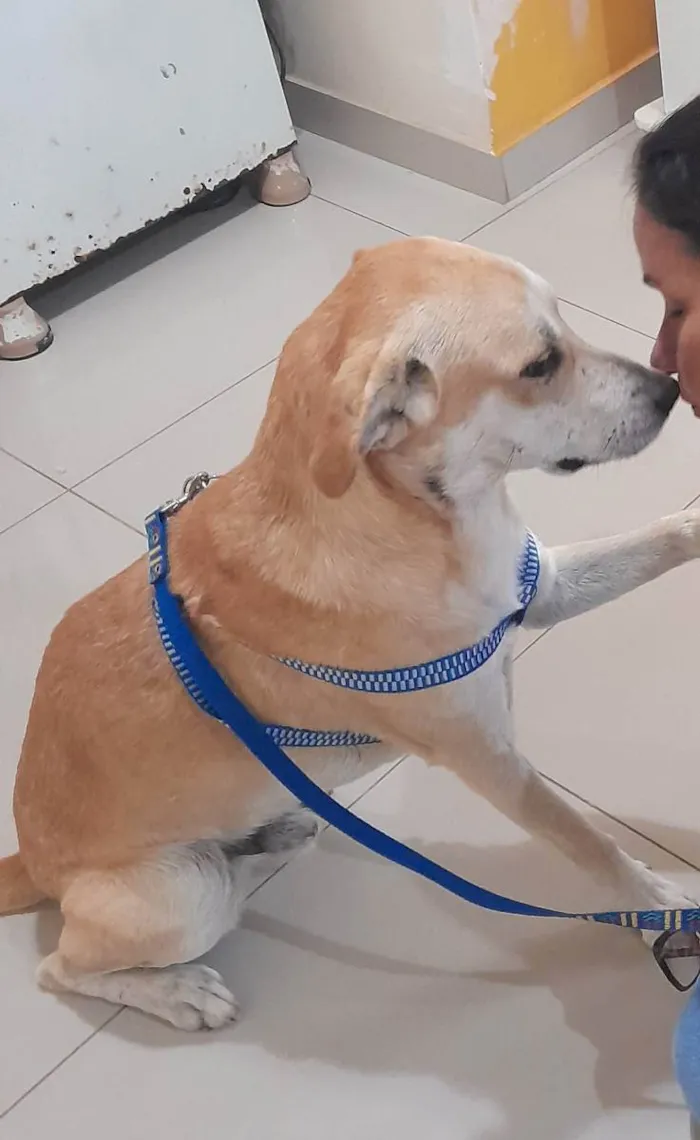 Cachorro ra a Caramelo  idade 4 anos nome Tobias 