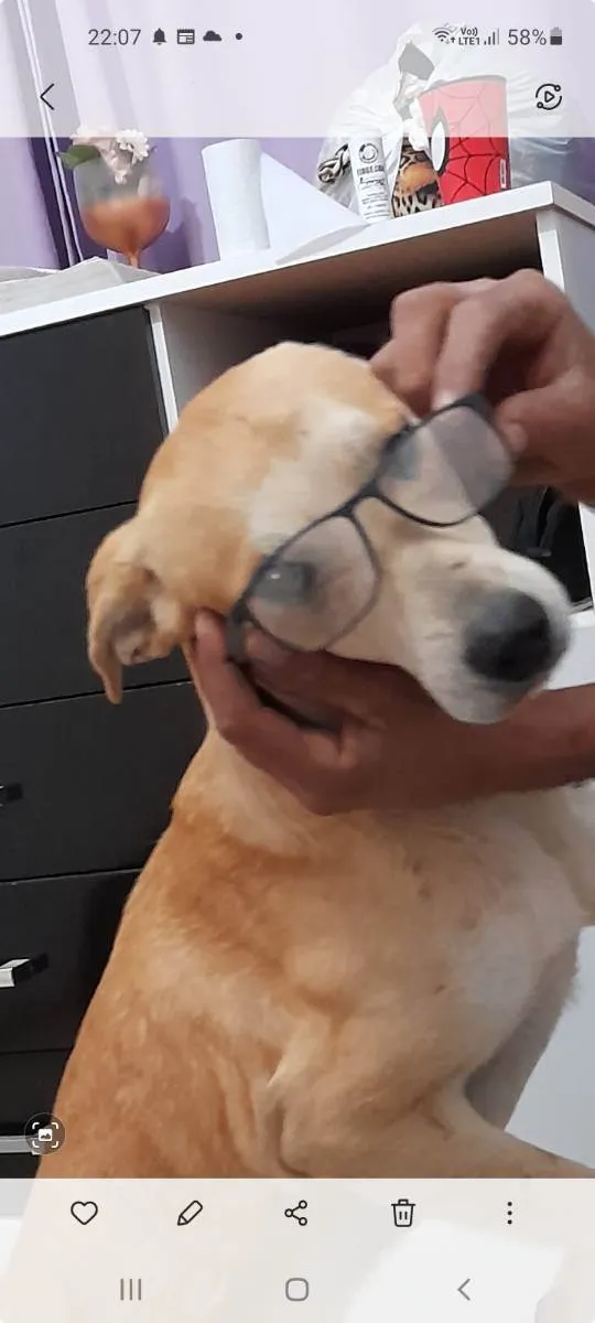 Cachorro ra a Caramelo  idade 4 anos nome Tobias 