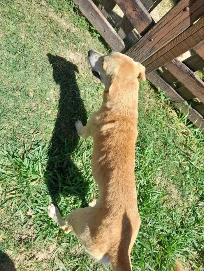 Cachorro ra a Caramelo  idade 4 anos nome Tobias 