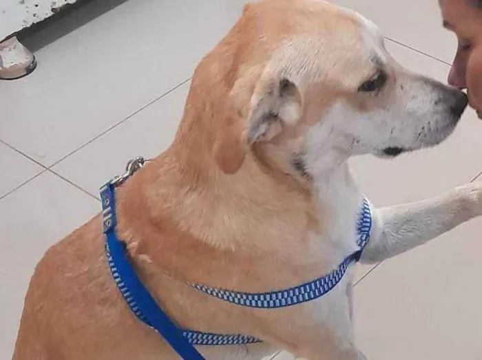 Cachorro ra a Caramelo  idade 4 anos nome Tobias 