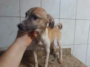 Cachorro raça SRD idade 2 a 6 meses nome Nicky