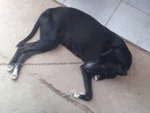 Cachorro raça Vira lata com dálmata  idade 2 anos nome Drica