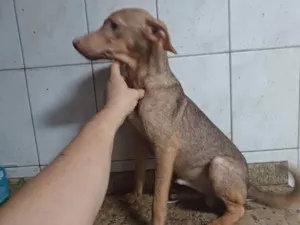 Cachorro raça SRD idade 2 a 6 meses nome Pantufa