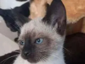 Gato raça SRD idade Abaixo de 2 meses nome JACK