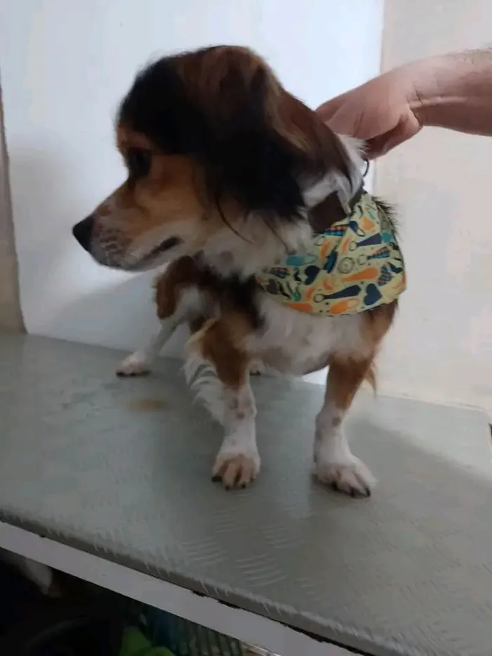 Cachorro raça Cachorro SRD idade 1 ano nome Luno