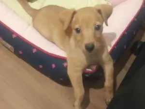 Cachorro raça Sem raça  idade 2 a 6 meses nome Elisa