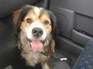 Cachorro raça Cachorro SRD idade 1 ano nome Luno