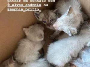 Gato raça SRD idade Abaixo de 2 meses nome Gatinhos lindos 