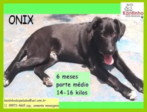 Cachorro raça Srd  idade 2 a 6 meses nome Onix 