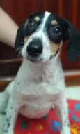Snoopy