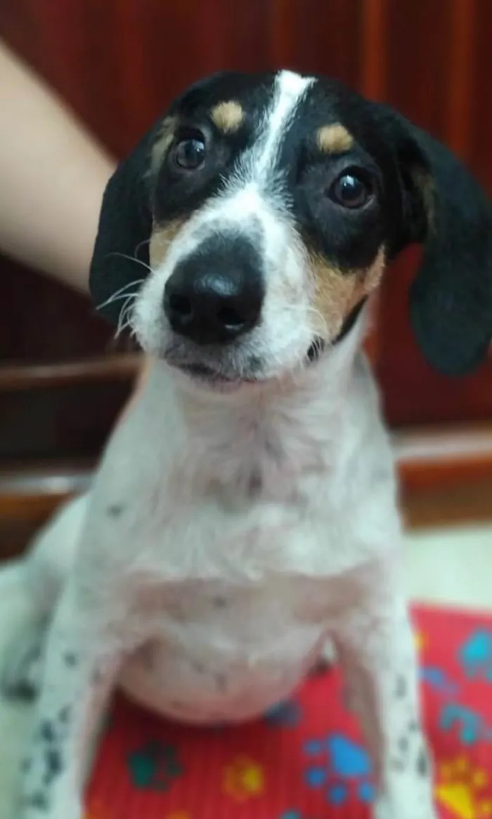 Cachorro ra a Srd idade 2 a 6 meses nome Snoopy