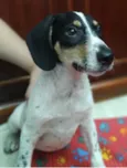 Snoopy