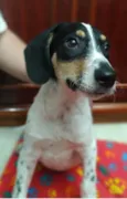 Snoopy