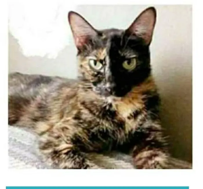 Gato ra a srd escaminha  idade 3 anos nome MAG