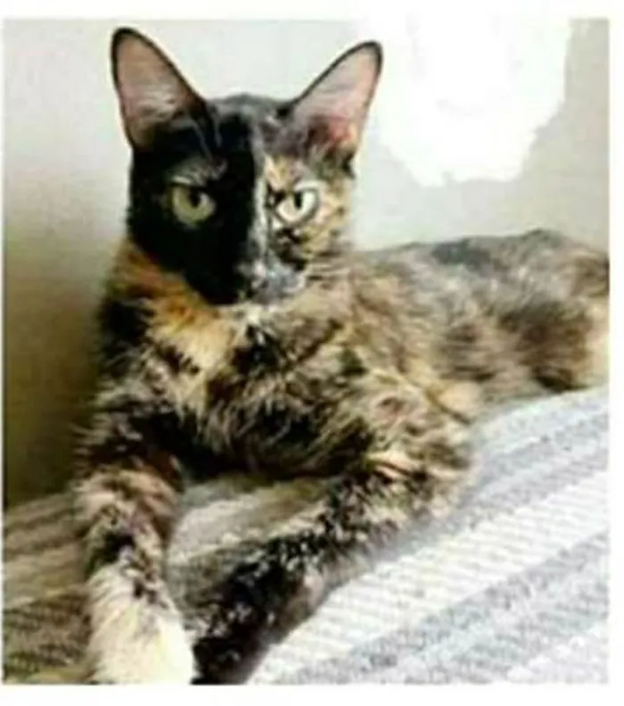 Gato ra a srd escaminha  idade 3 anos nome MAG