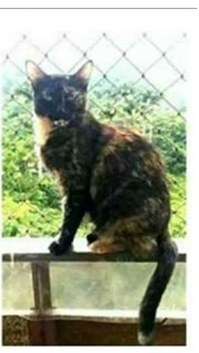 Gato ra a srd escaminha  idade 3 anos nome MAG
