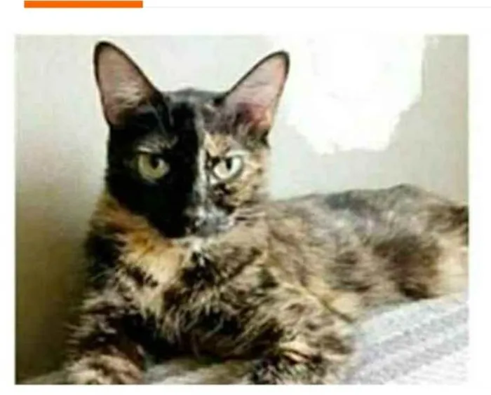 Gato ra a srd escaminha  idade 3 anos nome MAG