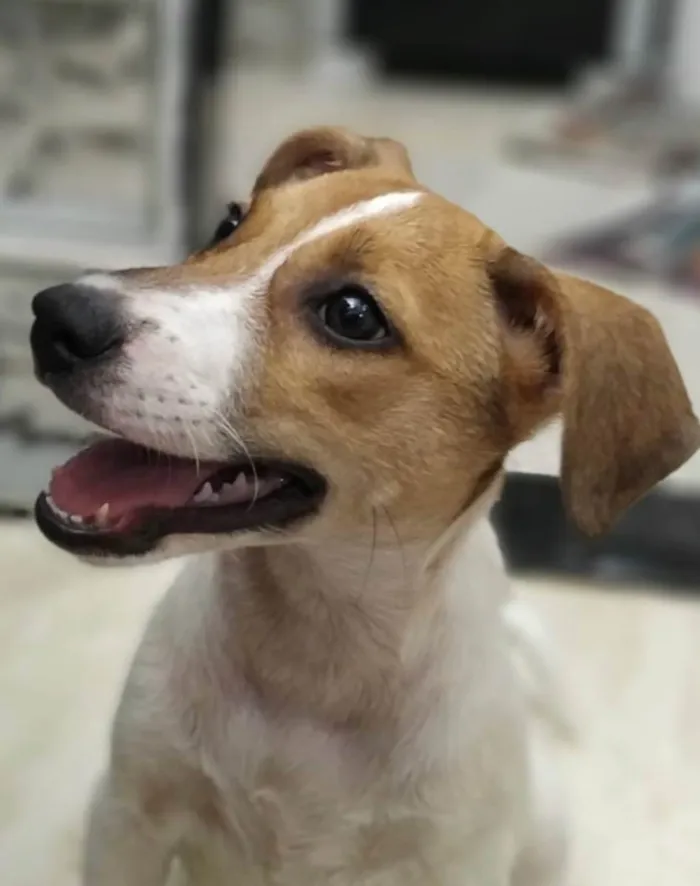 Cachorro ra a Sed idade 2 a 6 meses nome Jade 