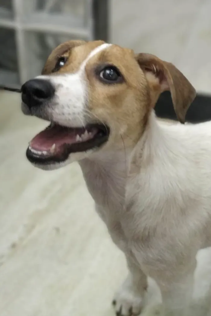 Cachorro ra a Sed idade 2 a 6 meses nome Jade 