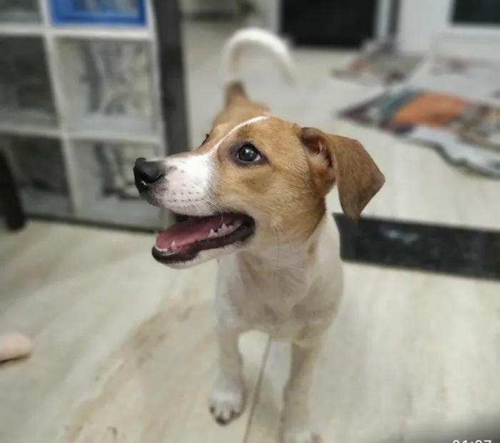 Cachorro ra a Sed idade 2 a 6 meses nome Jade 