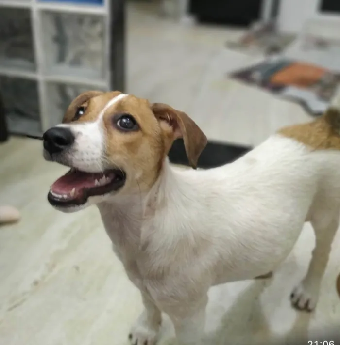 Cachorro ra a Sed idade 2 a 6 meses nome Jade 