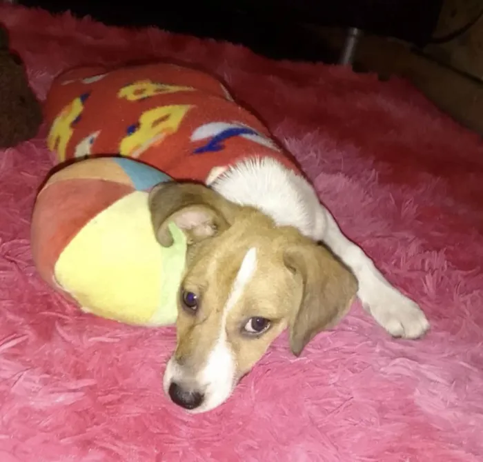 Cachorro ra a Sed idade 2 a 6 meses nome Jade 