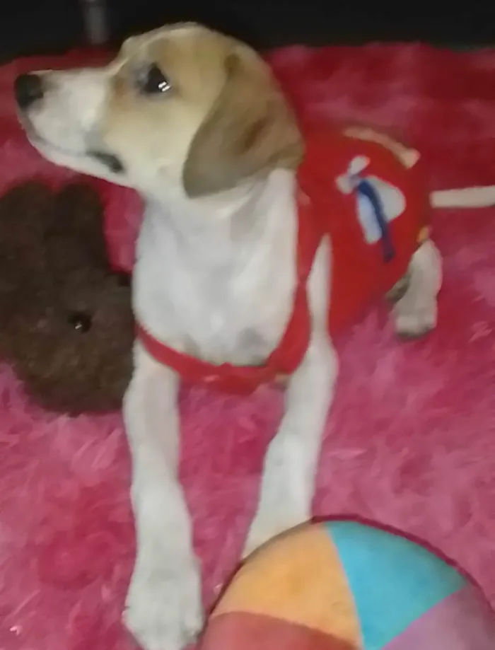 Cachorro ra a Sed idade 2 a 6 meses nome Jade 
