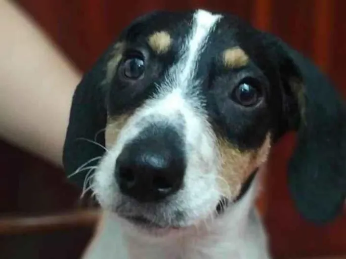 Cachorro ra a Srd idade 2 a 6 meses nome Snoopy
