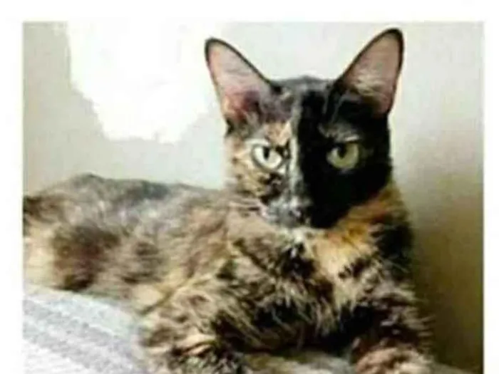Gato ra a srd escaminha  idade 3 anos nome MAG