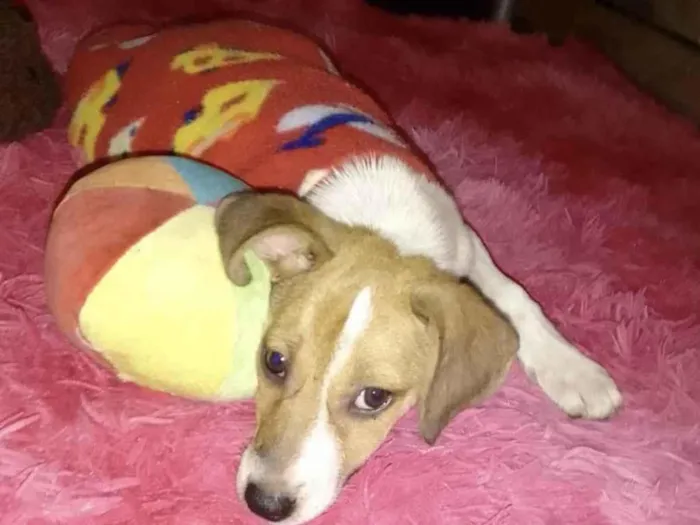 Cachorro ra a Sed idade 2 a 6 meses nome Jade 