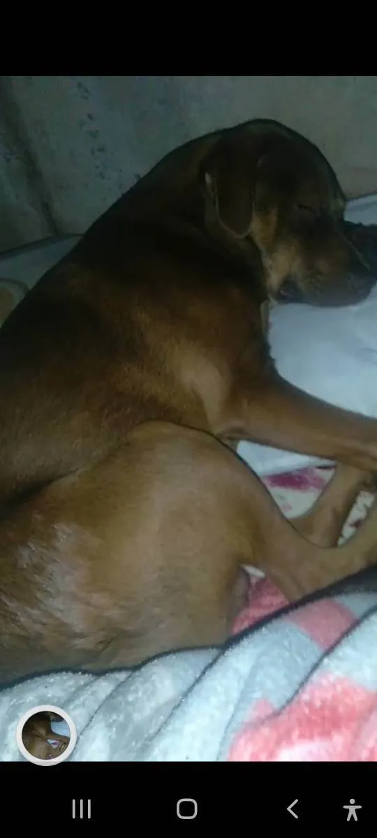 Cachorro ra a Viralata idade 1 ano nome Bile