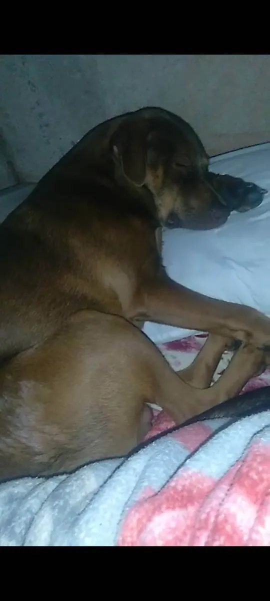 Cachorro ra a Viralata idade 1 ano nome Bile