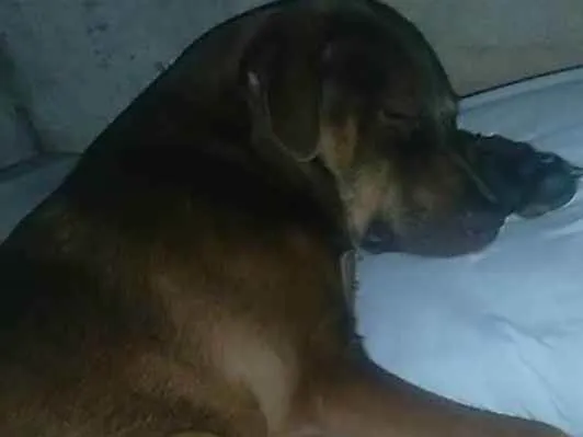 Cachorro ra a Viralata idade 1 ano nome Bile