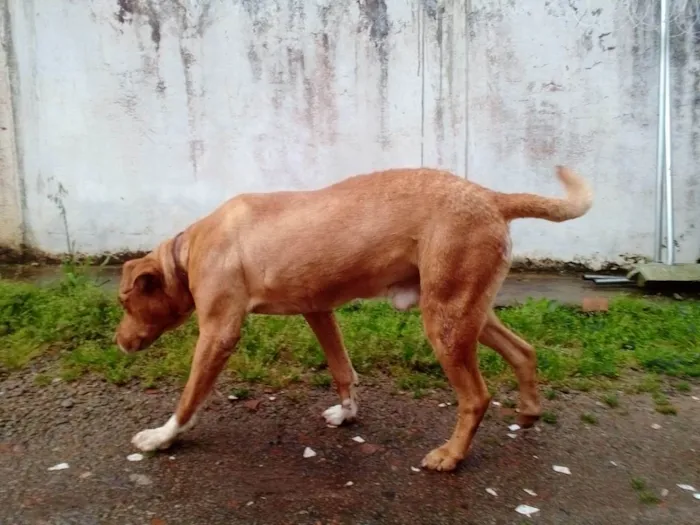Cachorro raça Cruza de red noose e Dalmata idade 5 anos nome Thor