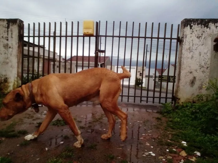 Cachorro raça Cruza de red noose e Dalmata idade 5 anos nome Thor
