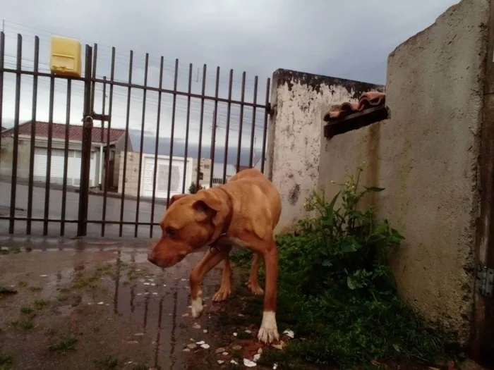 Cachorro raça Cruza de red noose e Dalmata idade 5 anos nome Thor