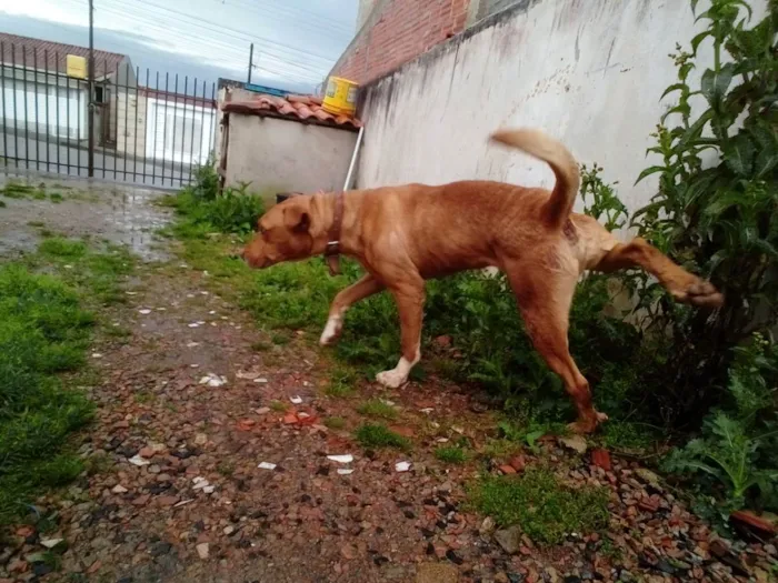 Cachorro raça Cruza de red noose e Dalmata idade 5 anos nome Thor