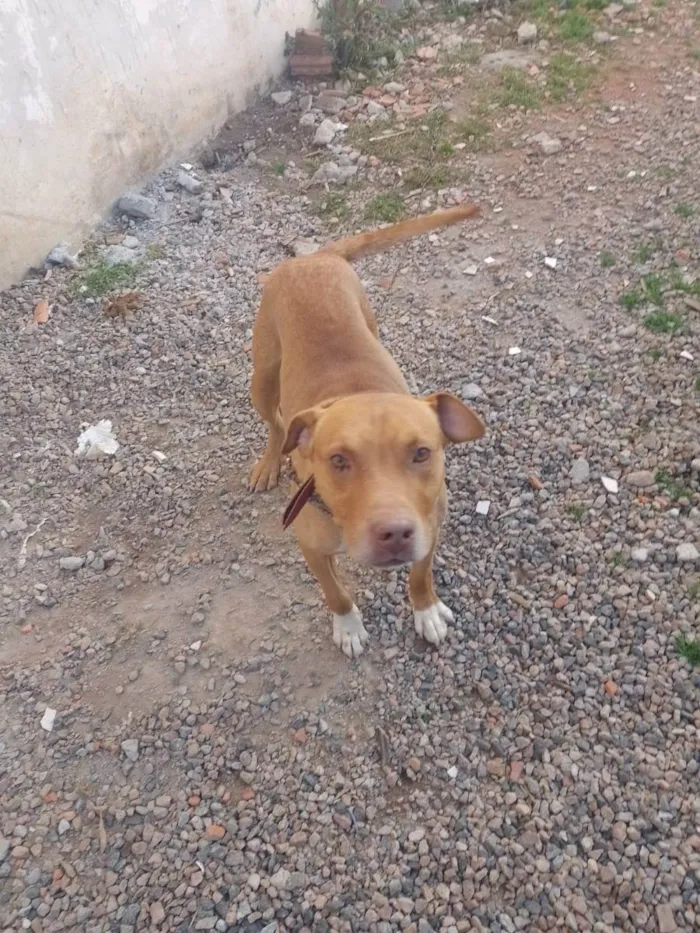 Cachorro raça Cruza de red noose e Dalmata idade 5 anos nome Thor