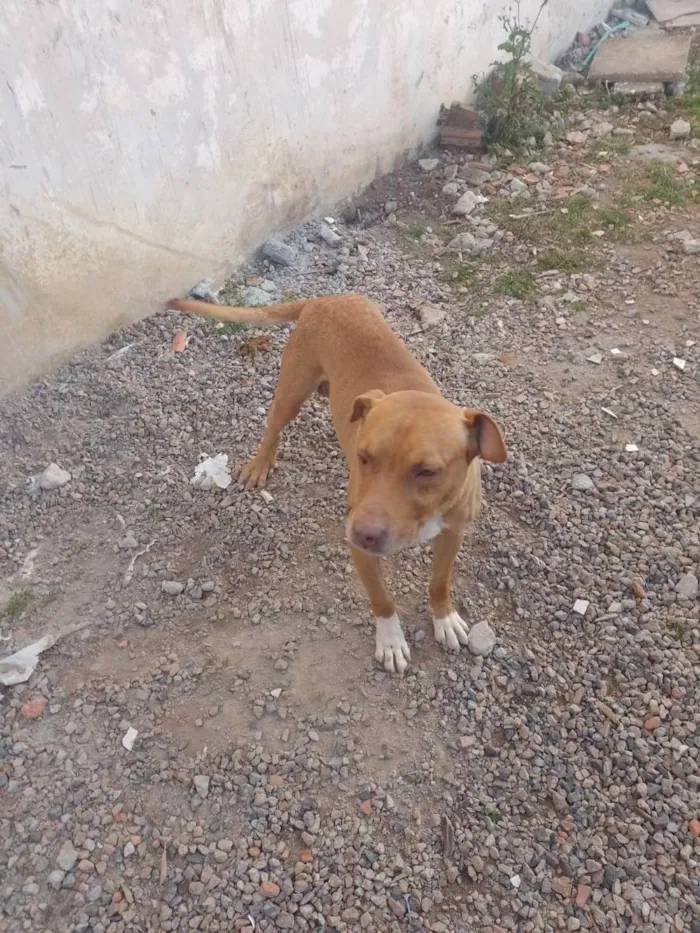 Cachorro raça Cruza de red noose e Dalmata idade 5 anos nome Thor